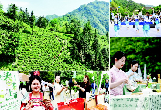 深山茶香漫“云端”
