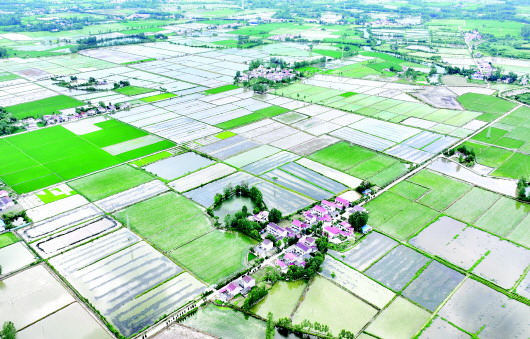 仲夏田园　生机盎然